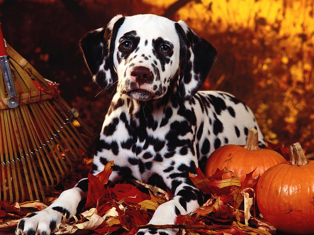 Autumn Romp